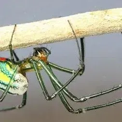 thumbnail for publication: Orchard Orbweaver, Orchard Spider Leucauge argyrobapta (White), Leucauge venusta (Walckenaer) (Arachnida: Araneae: Tetragnathidae)